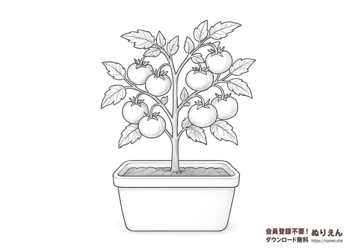 プランターで育つ実がたくさんついたミニトマトのぬりえ。夏の家庭菜園や植物観察にぴったりな、シンプルで塗りやすい大人向けの線画素材です。