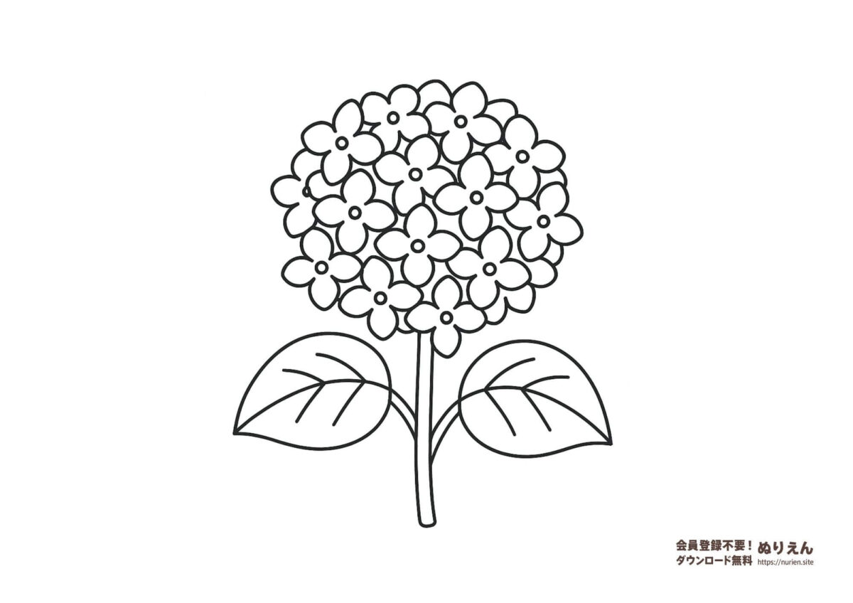 無料のあじさいのぬりえ｜梅雨にぴったりの花モチーフ塗り絵素材（子ども向け）
