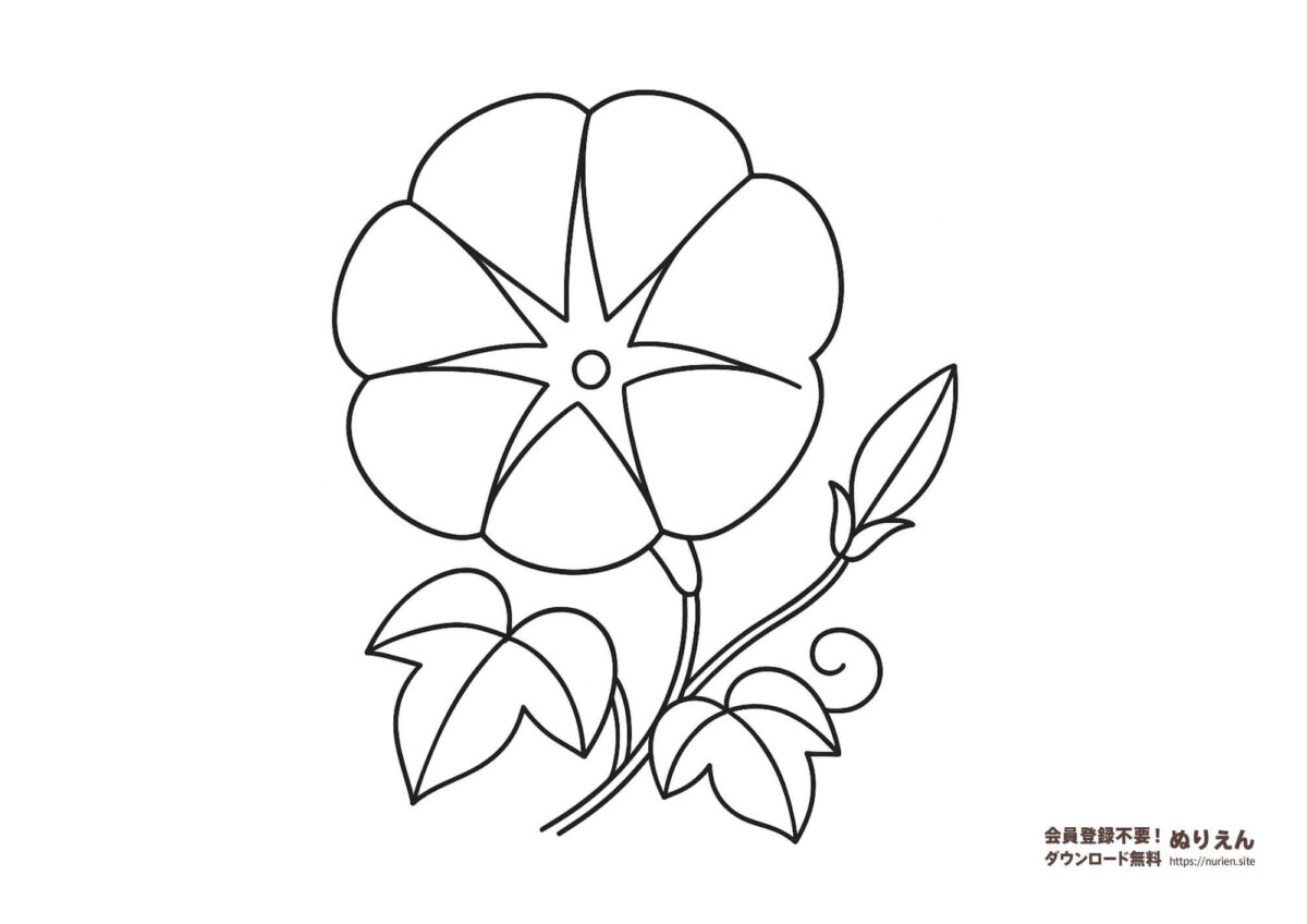 朝顔のぬりえ｜夏の花を楽しめるシンプルな塗り絵素材

