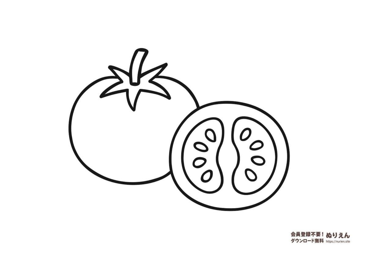トマトのぬりえ｜断面図も学べる夏野菜の知育ぬりえ素材
