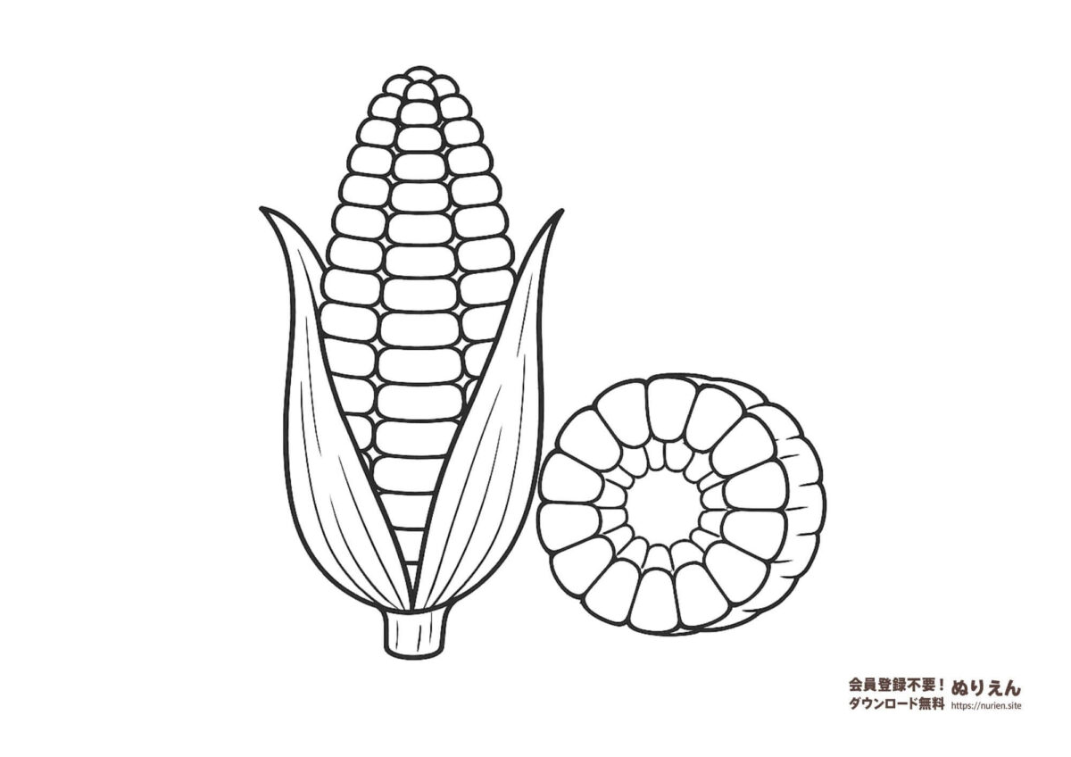 とうもろこしのぬりえ｜断面図付きで学べる夏野菜の無料ぬりえ素材