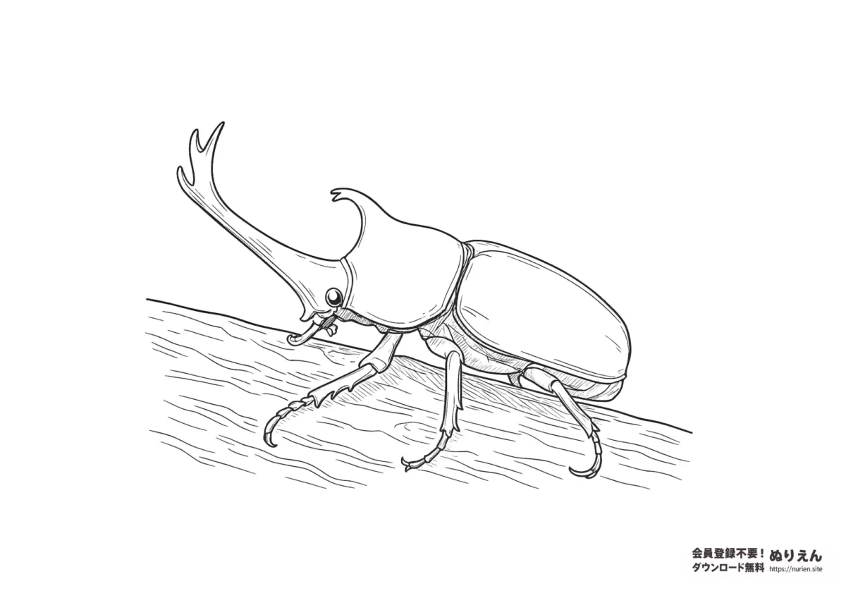 リアルな線で描かれたカブトムシのぬりえ。大人や高齢者向けの細かい塗り分けが楽しめるイラスト。