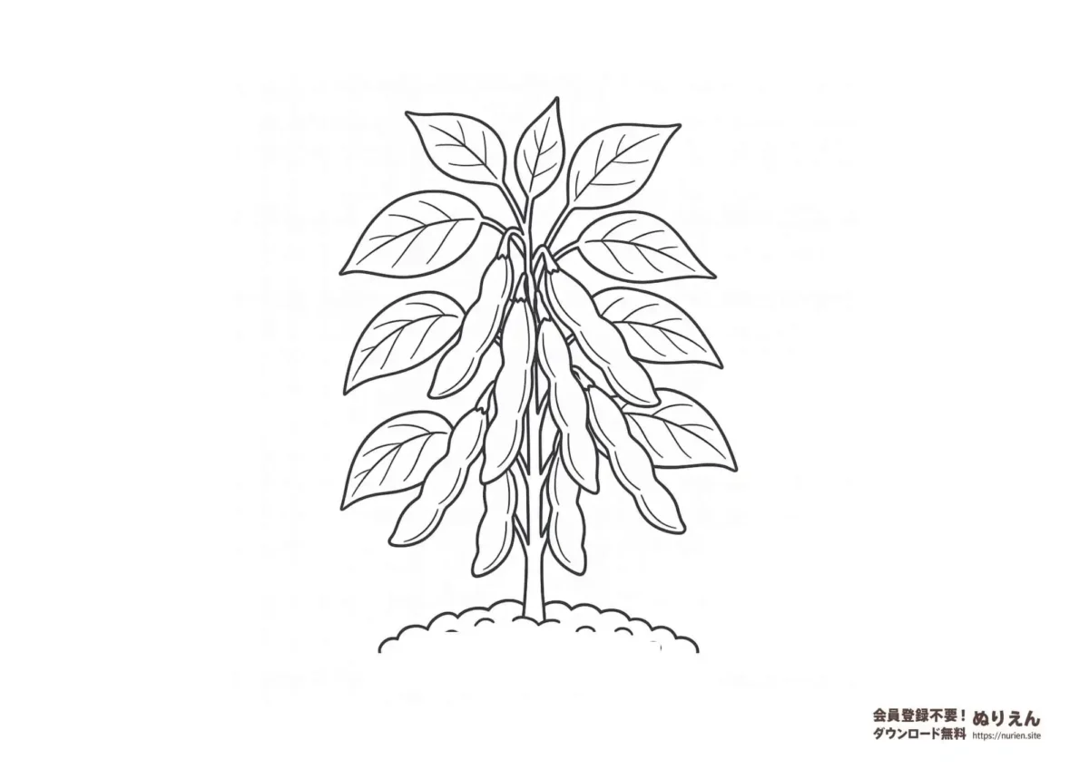 畑で育つ枝豆を描いたぬりえ。葉や土、たくさんの枝豆のさやがついたリアルな植物の様子を塗って学べる教材。