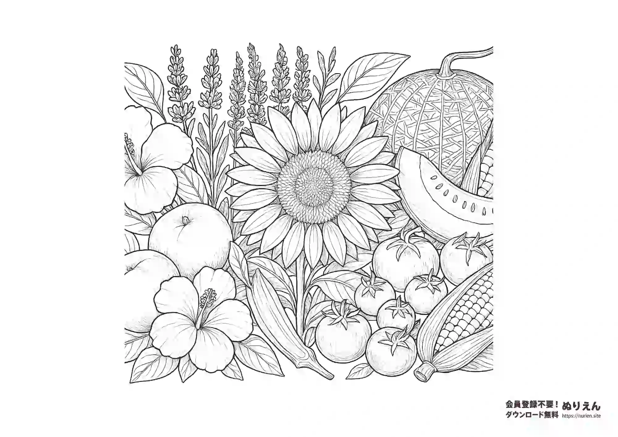 ひまわり、メロン、とうもろこし、トマト、ハイビスカス、桃など夏の植物と果物が描かれた繊細な線画ぬりえ。大人や高齢者向け。