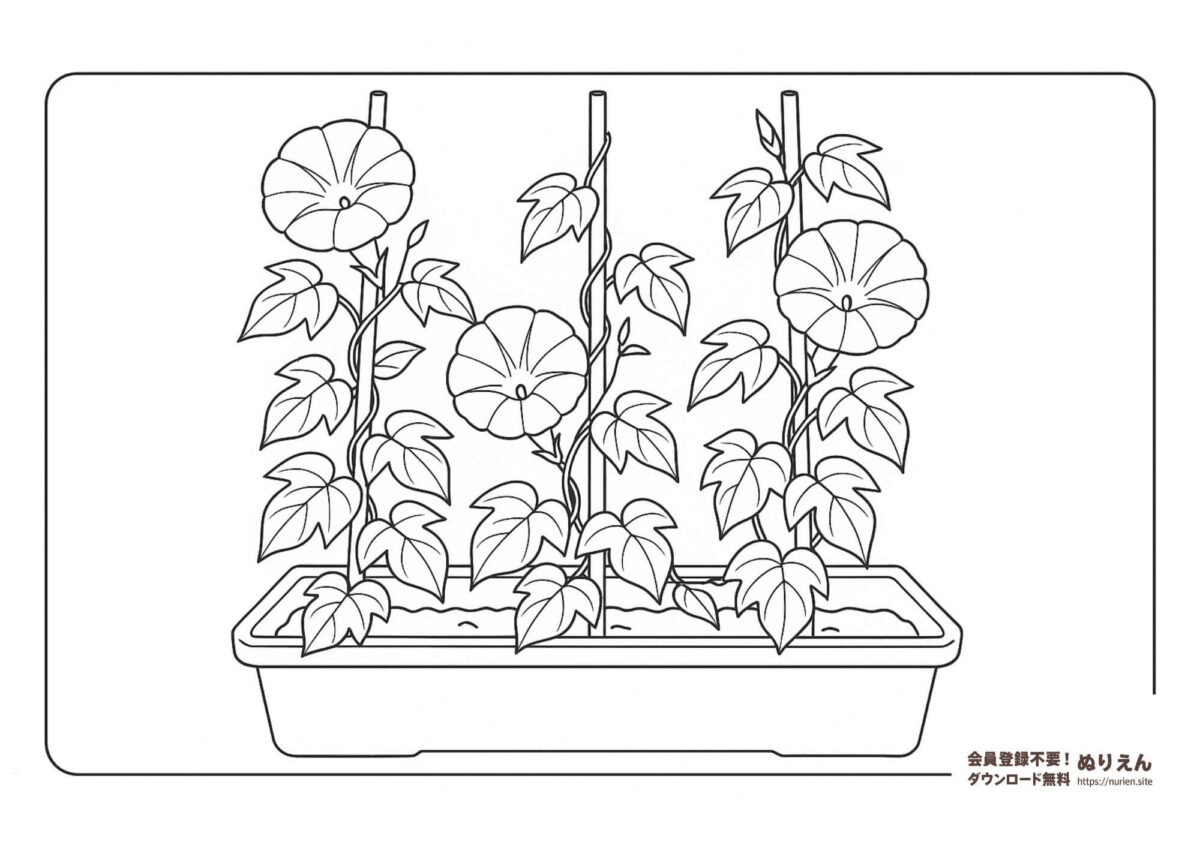 プランターで育てられた朝顔の鉢植えのぬりえ|夏にぴったりの塗り絵