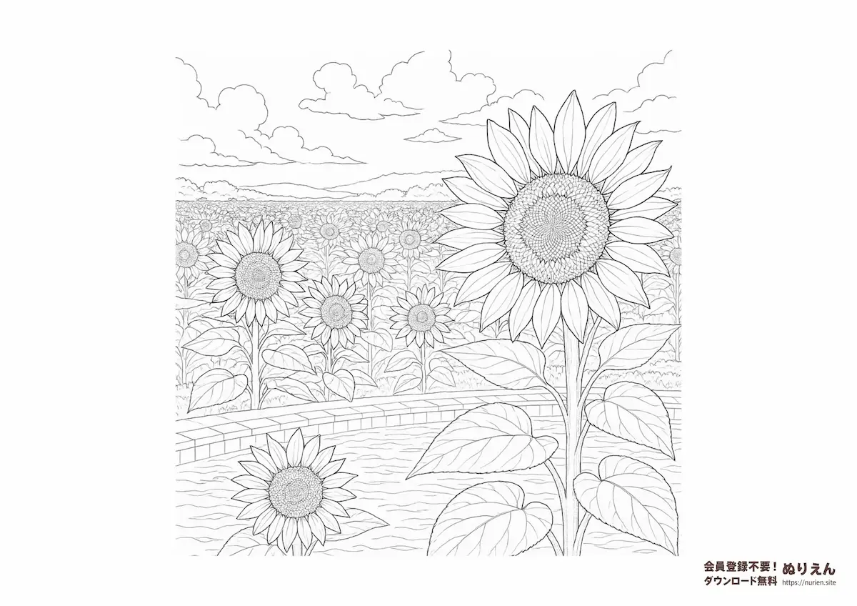 水辺に咲くひまわりと広がる夏のひまわり畑を描いたぬりえ|自然の風景を楽しめる大人向け無料塗り絵素材