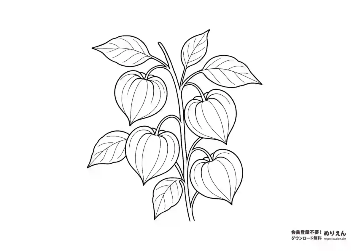 ほおずきの無料ぬりえ｜夏から秋に楽しめる植物の塗り絵素材