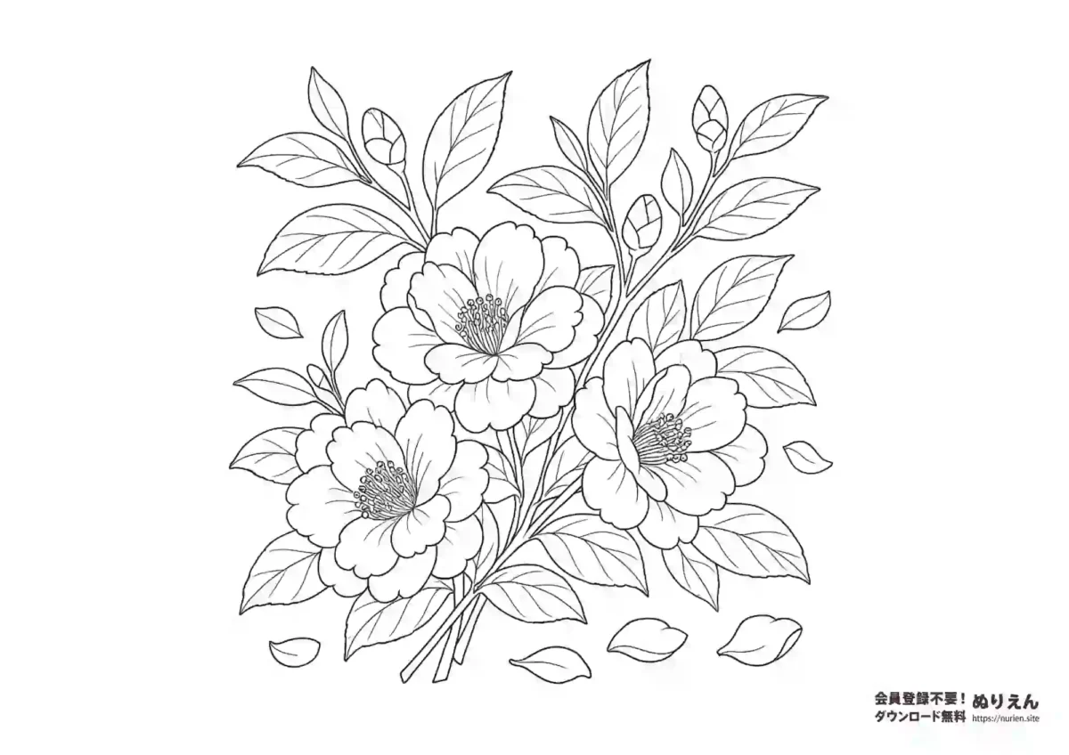 冬から晩秋に咲く花・山茶花（さざんか）を描いた無料ぬりえ素材です。花びらや葉、つぼみまで繊細に描かれた線画で、大人から子どもまで楽しめます。季節の学習や花の塗り絵コレクションにもぴったりです。