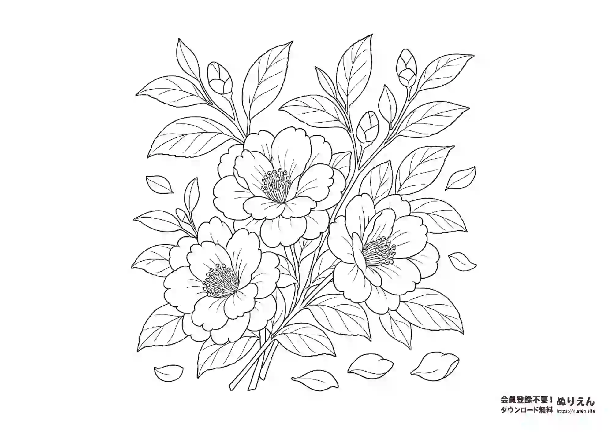冬から晩秋に咲く花・山茶花（さざんか）を描いた無料ぬりえ素材です。花びらや葉、つぼみまで繊細に描かれた線画で、大人から子どもまで楽しめます。季節の学習や花の塗り絵コレクションにもぴったりです。