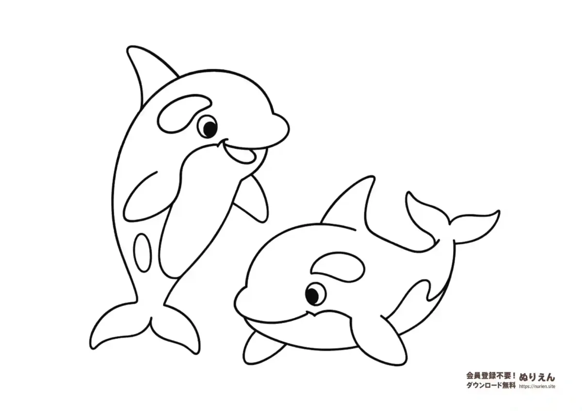 シャチのぬりえ｜かわいい海の動物の無料塗り絵