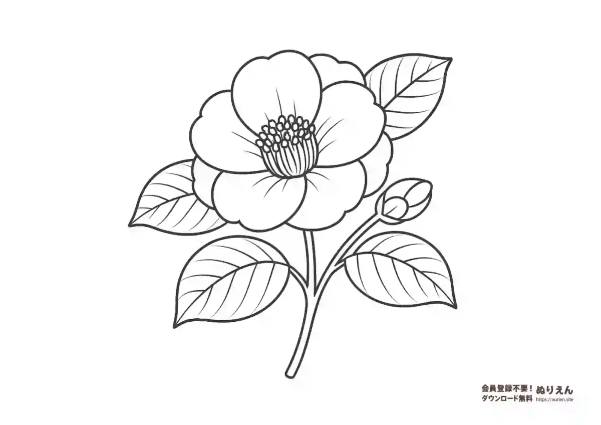 椿の花のぬりえ｜冬の花・和風デザイン素材