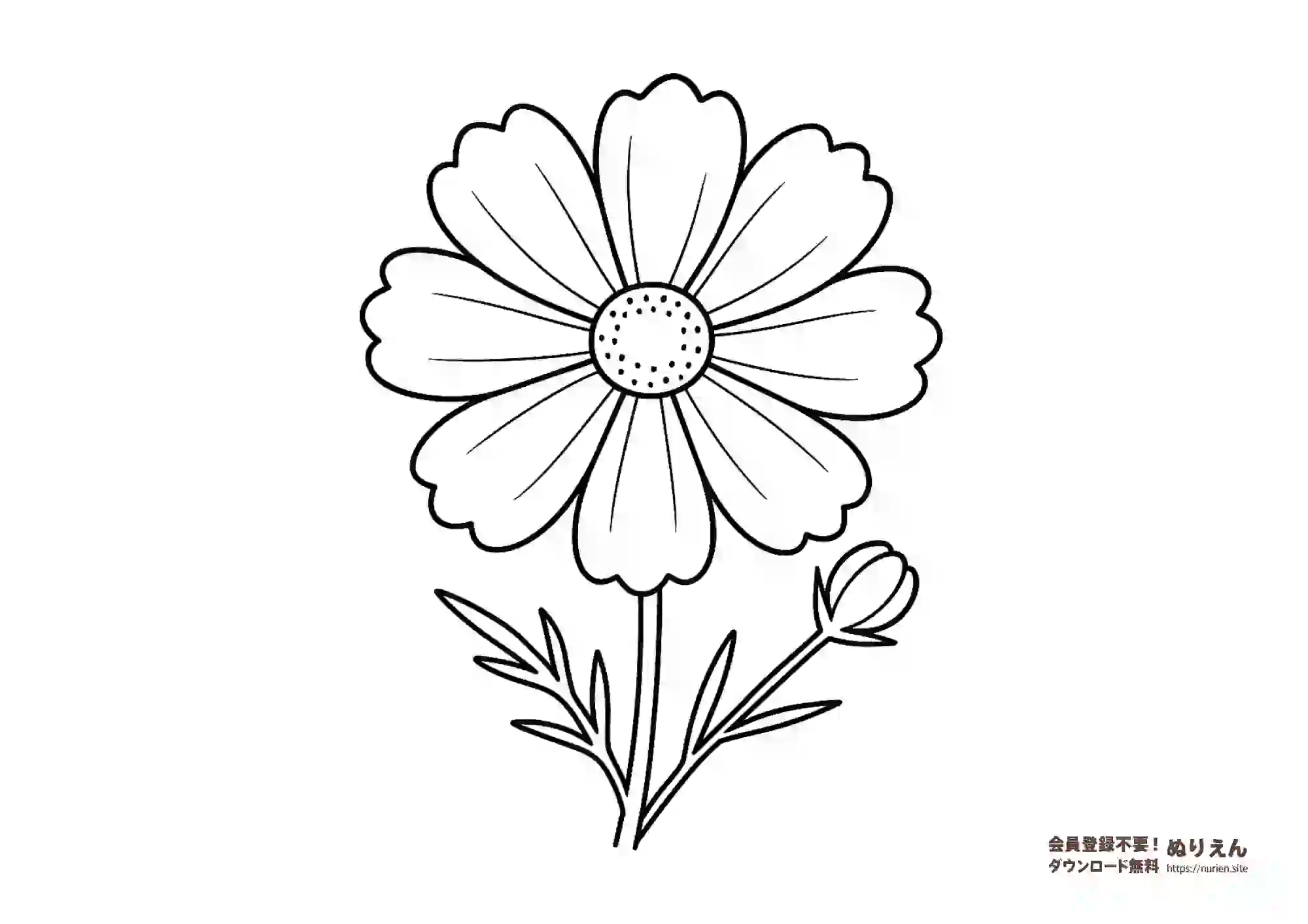 コスモスの花のぬりえ｜秋の花・簡単ぬりえ素材