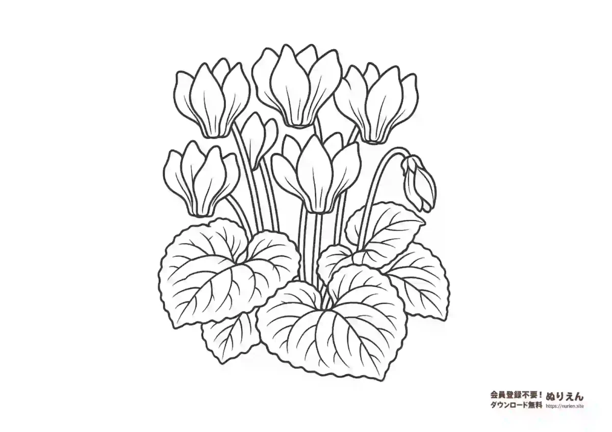 シクラメンの花のぬりえ｜冬の花・大人も楽しめる無料素材