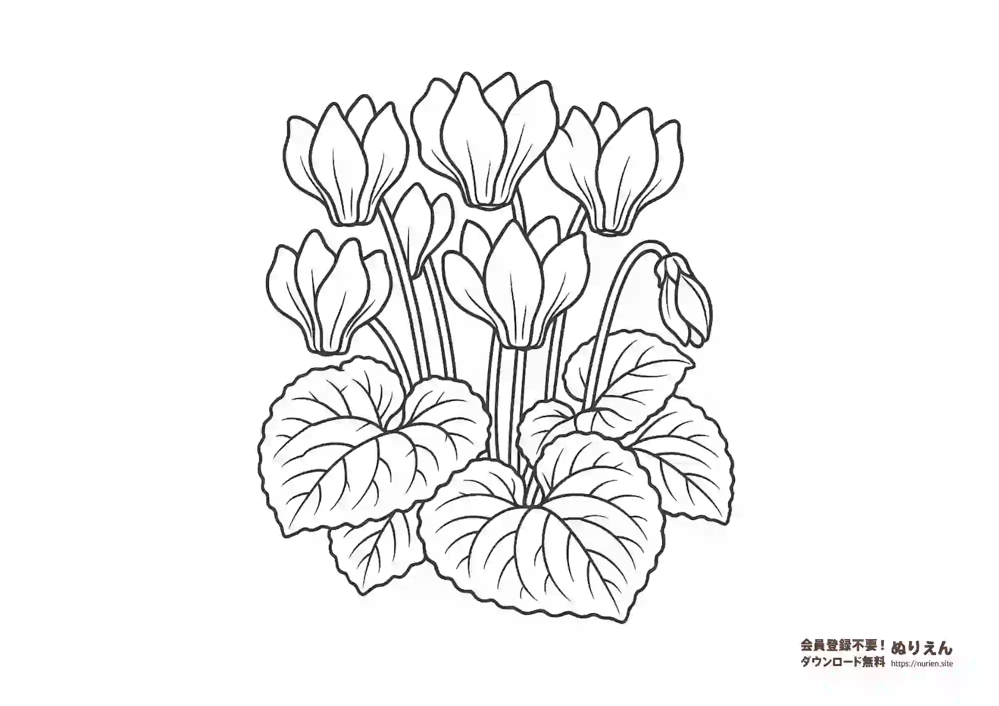 シクラメンの花のぬりえ｜冬の花・大人も楽しめる無料素材