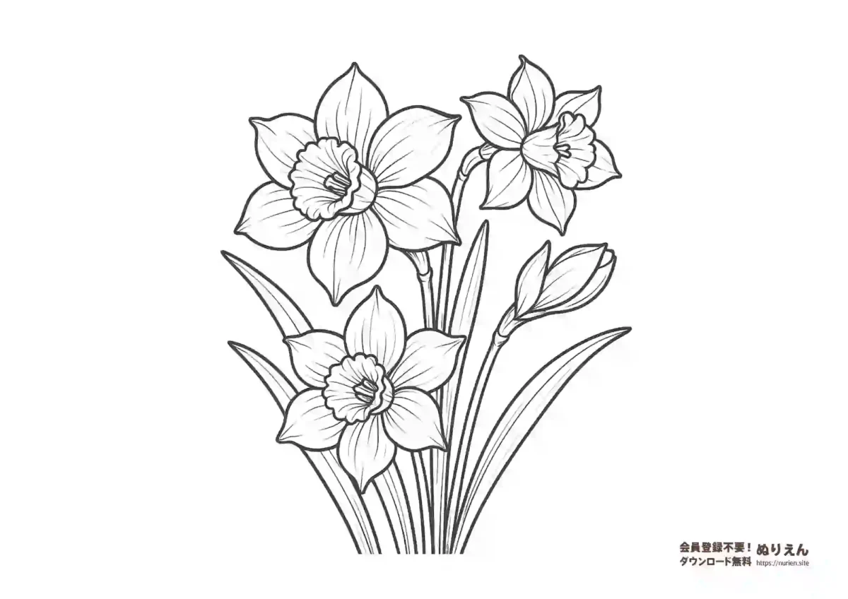 水仙の花のぬりえ｜冬から春の花・大人も楽しめる無料素材