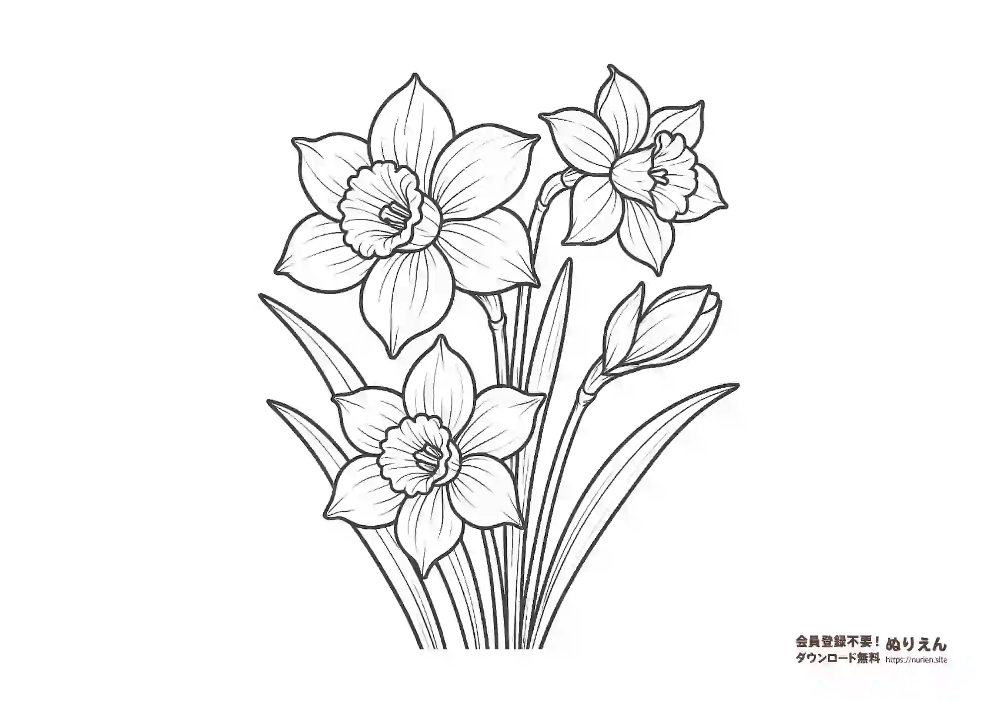 水仙の花のぬりえ｜冬から春の花・大人も楽しめる無料素材