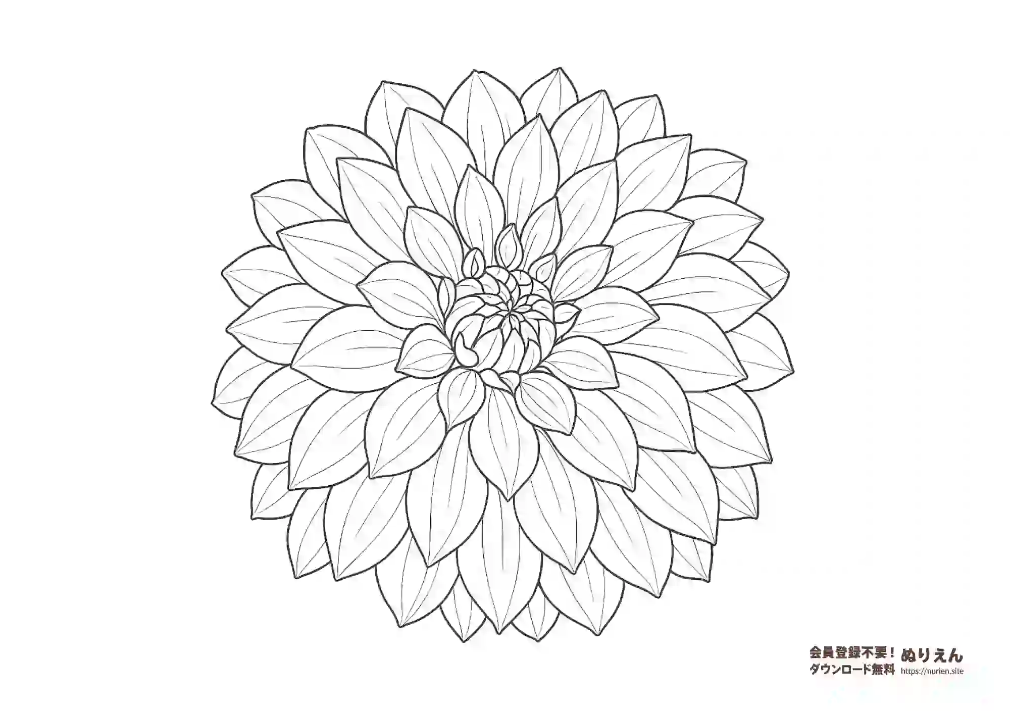 ダリアの花のぬりえ｜華やかで美しい花の塗り絵