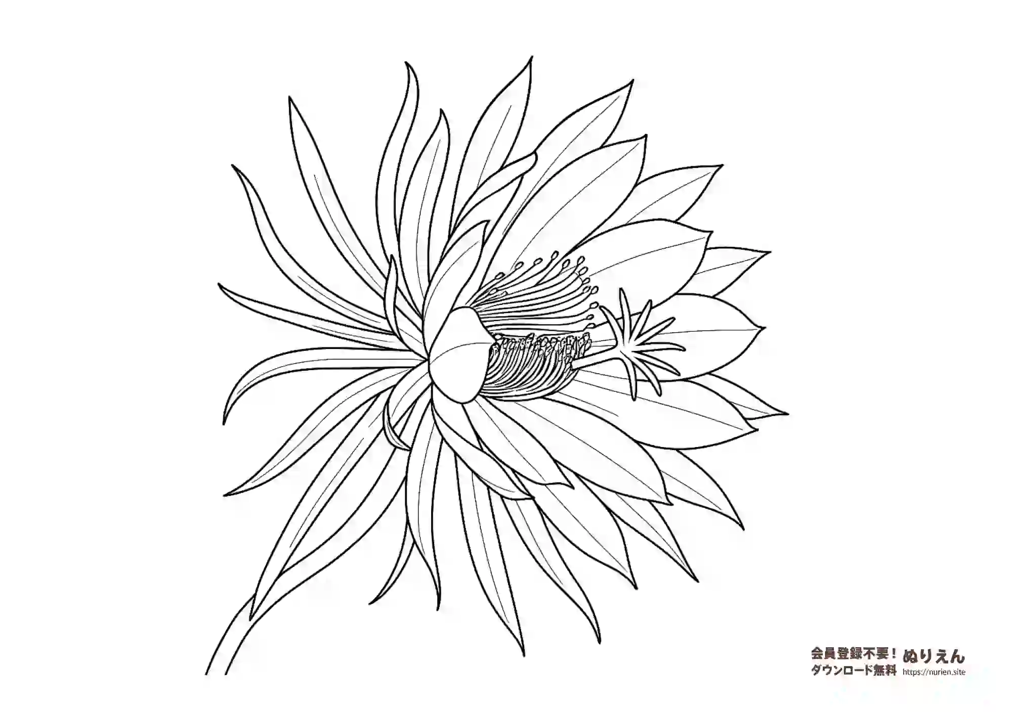 月下美人のリアルな花を描いた大人向け塗り絵 無料ダウンロード
