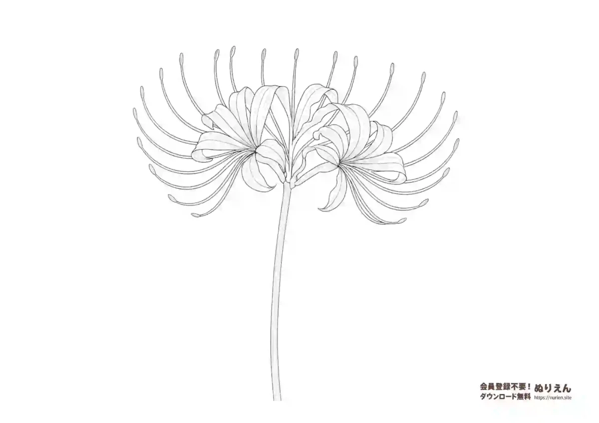 リアルな彼岸花（曼珠沙華）の無料ぬりえ｜大人向け塗り絵ダウンロード