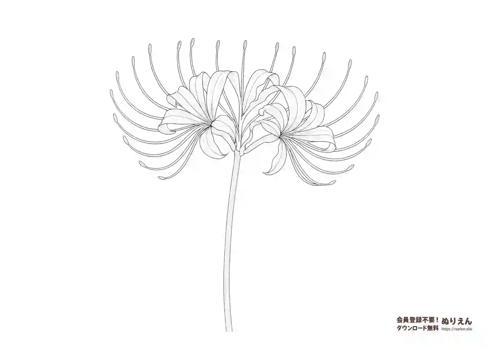 リアルな彼岸花（曼珠沙華）の無料ぬりえ｜大人向け塗り絵ダウンロード