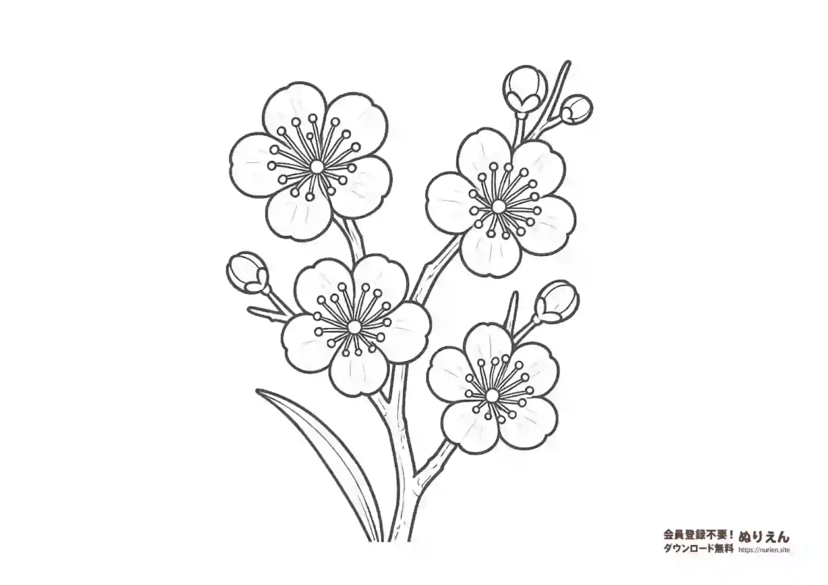 梅の花のぬりえ｜早春・春の花・和風デザイン