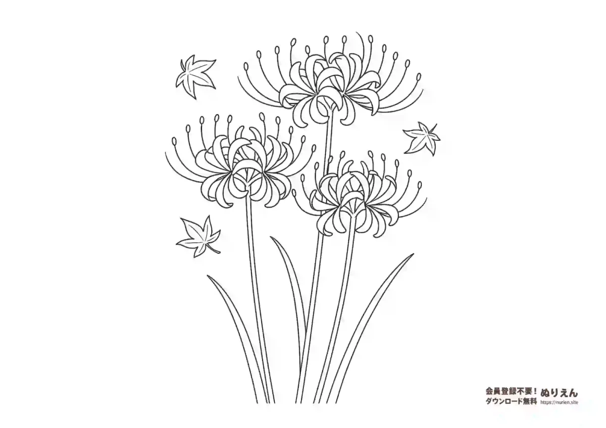 彼岸花の花が咲いているぬりえ（秋の季節の花）