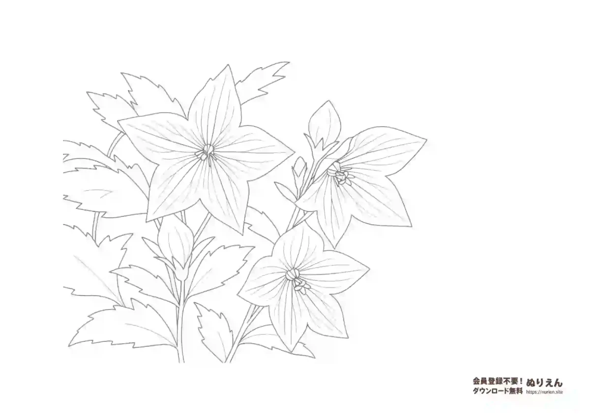秋の七草のひとつキキョウの花のぬりえ