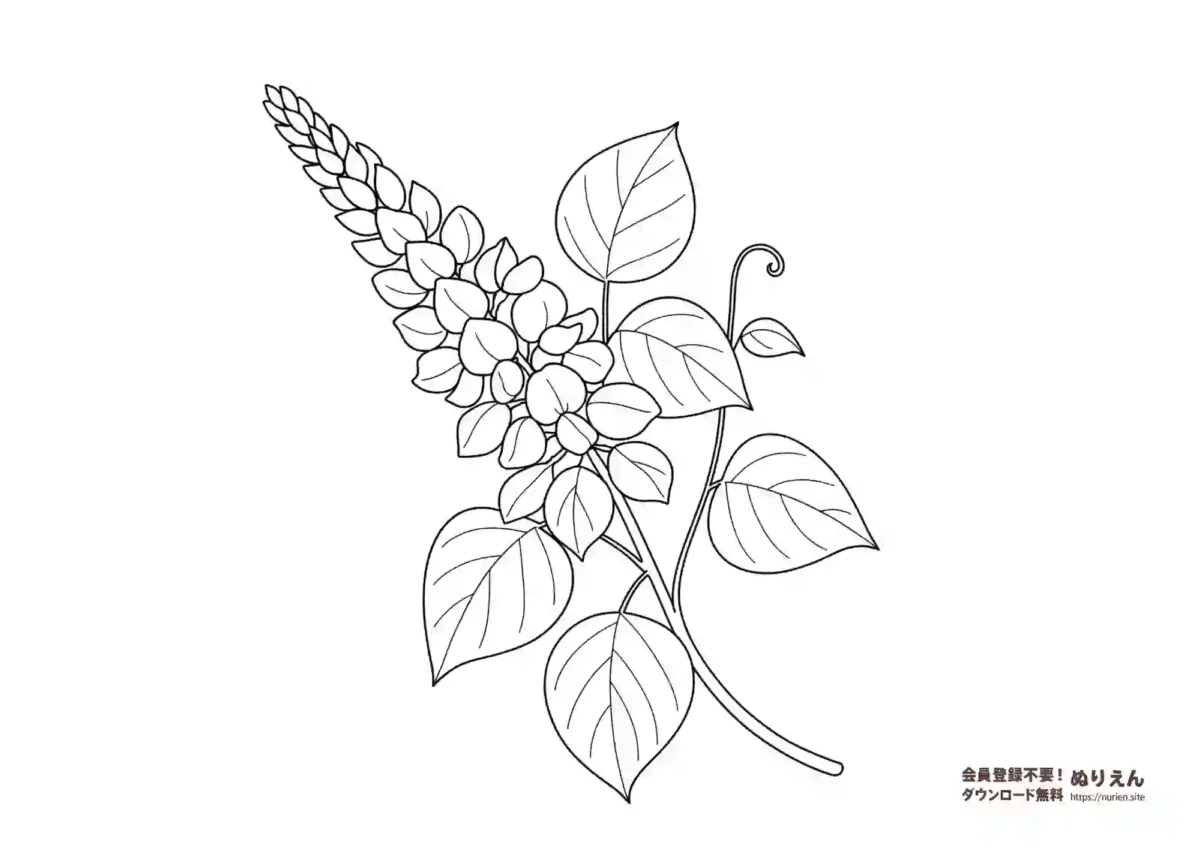 秋の七草の一つであるクズの花のぬりえ