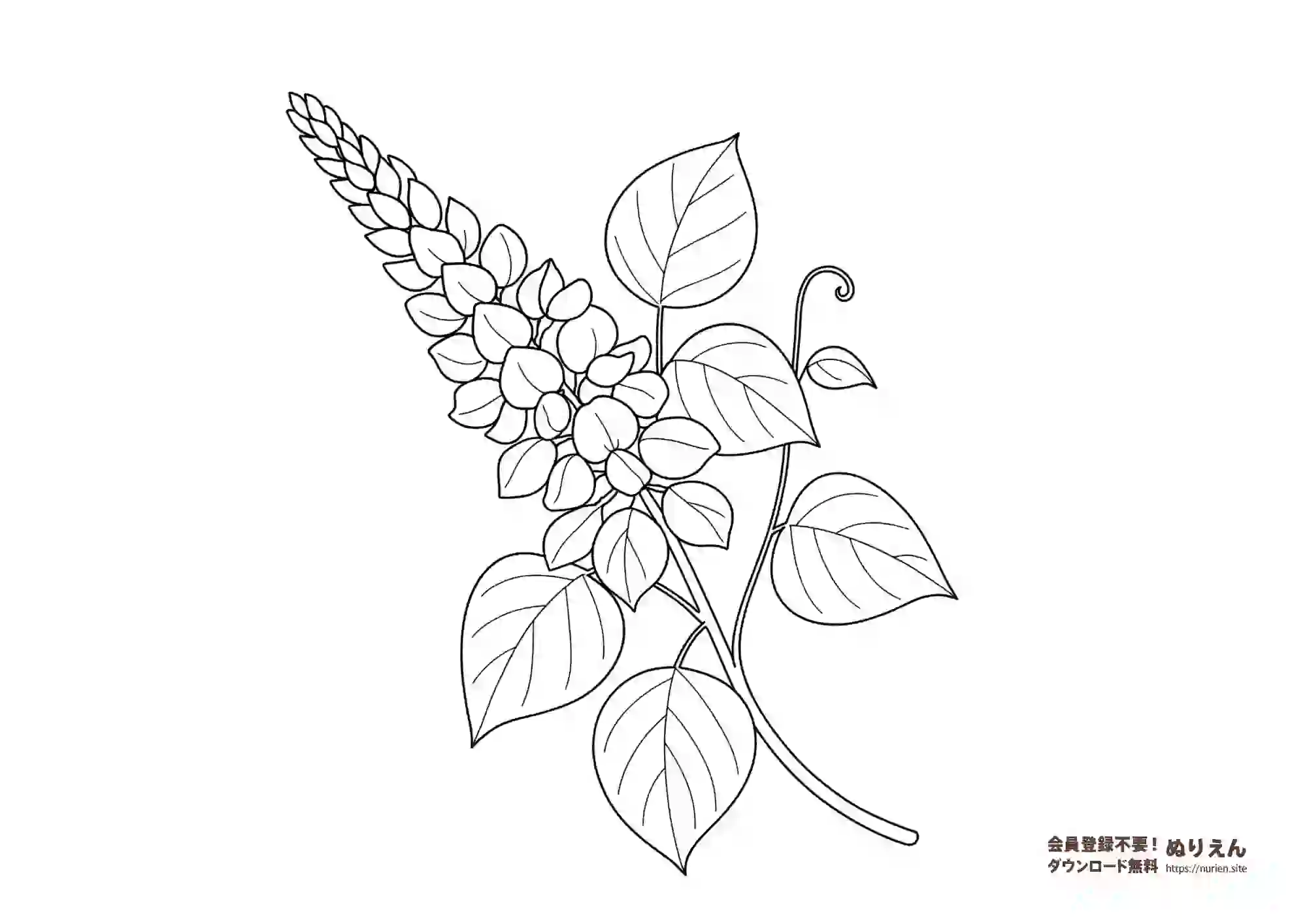 秋の七草の一つであるクズの花のぬりえ