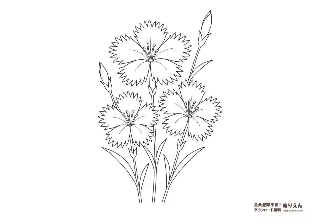 秋の七草のひとつナデシコの花のぬりえ
