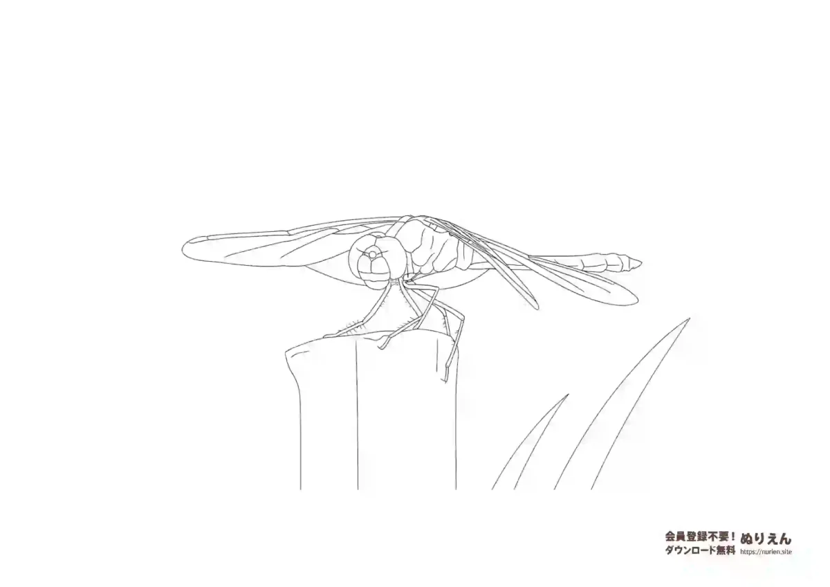 赤とんぼの中上級者向けぬりえ｜繊細な羽と止まり木を描いた横向きデザイン